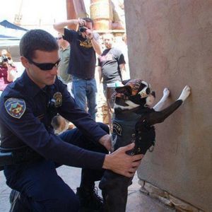 Meet your Posher, Bruce